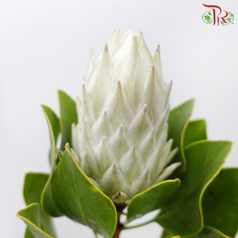 Protea Artic Ice Buds