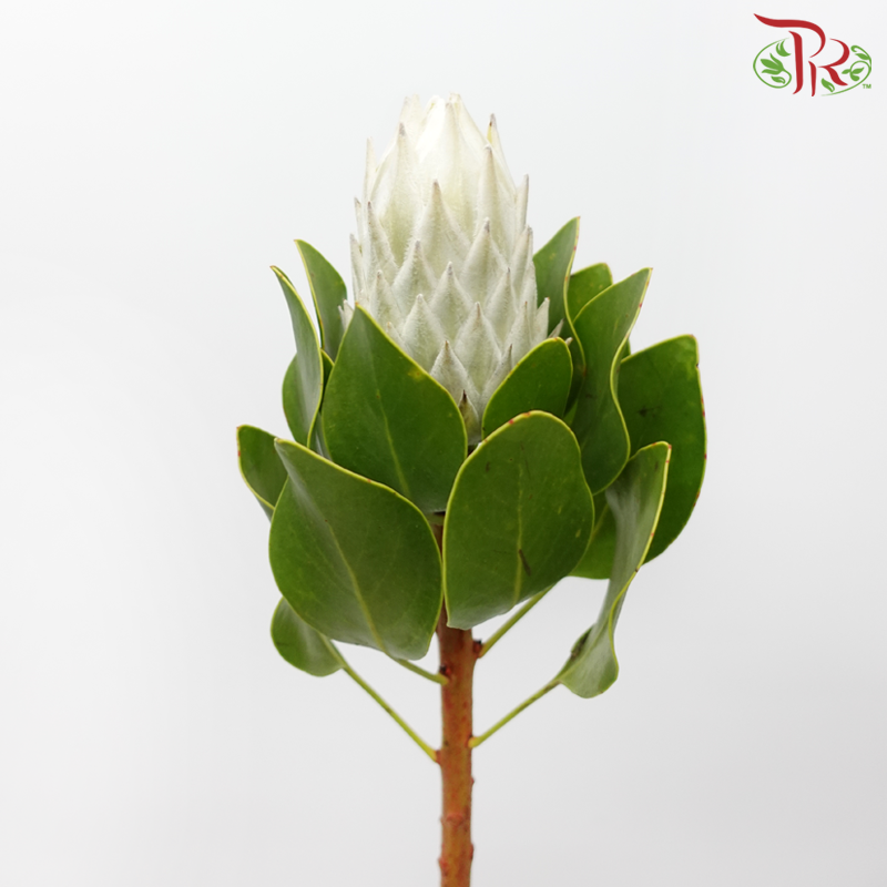 Protea Artic Ice Buds
