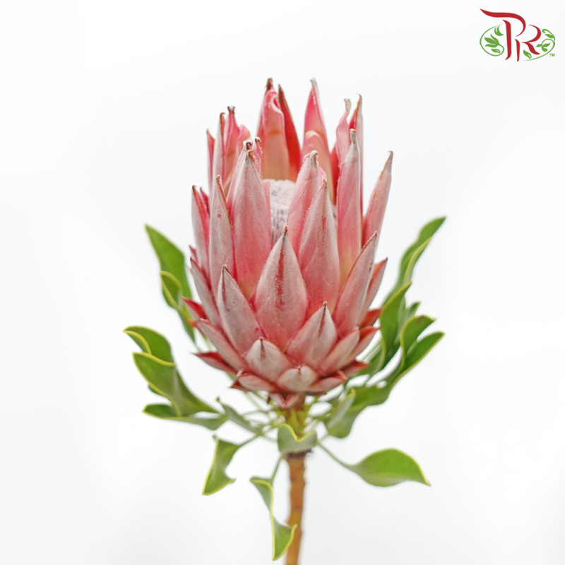 Protea Cynaroides - Small (2 Stems) - Pudu Ria Florist