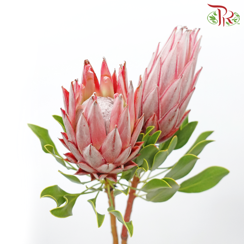 Protea Cynaroides - Small (2 Stems) - Pudu Ria Florist