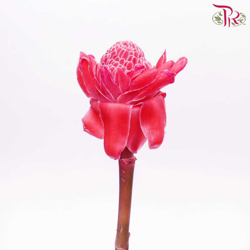 Protea Little Princess - Red (Per Stem) - Pudu Ria Florist