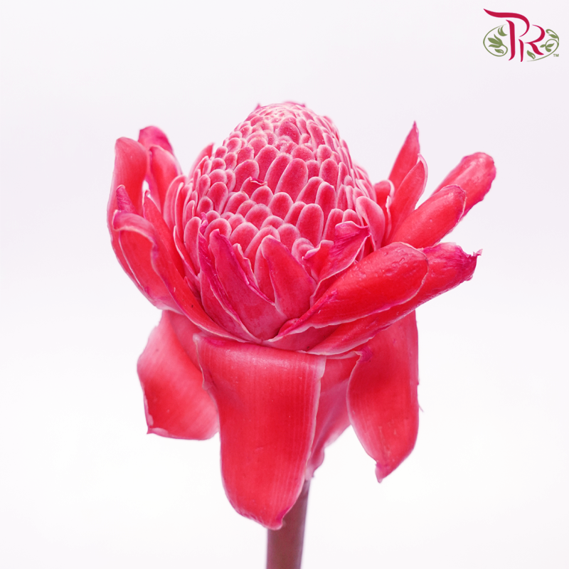 Protea Little Princess - Red (Per Stem) - Pudu Ria Florist