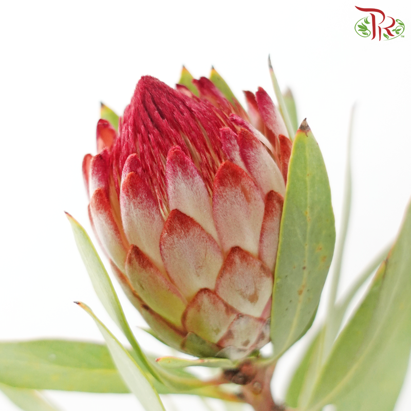 Protea Robijn