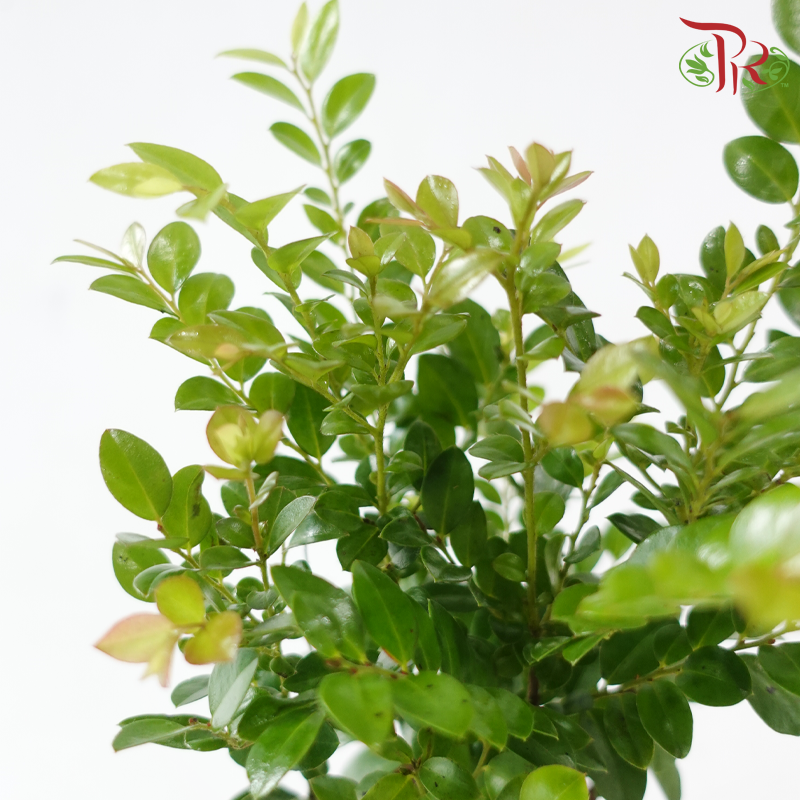 Pterocarpus Lollipop P90《小叶紫檀》