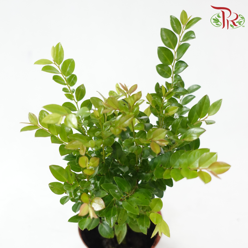 Pterocarpus Lollipop P90《小叶紫檀》