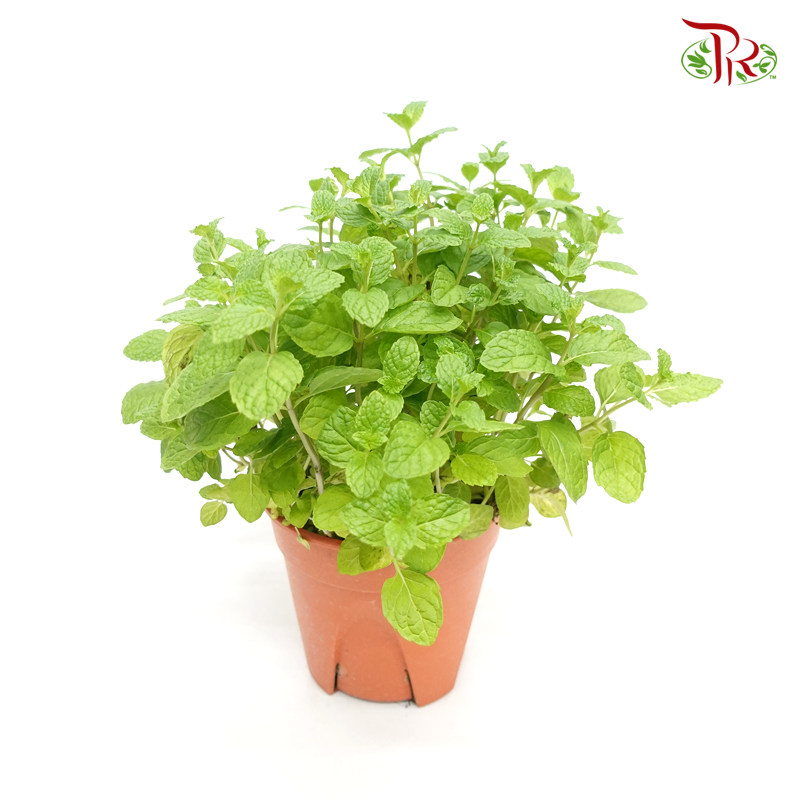 Pudina Mint 《薄荷》 - Pudu Ria Florist