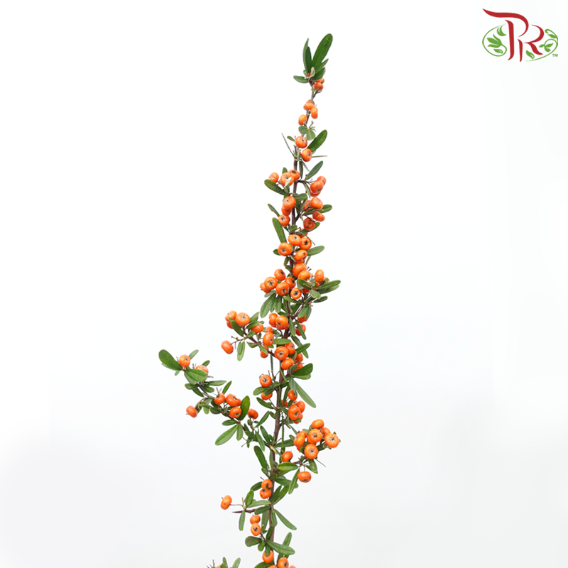 Pyracantha - Orange (Huo Bao Guo) (Per Bunch) - Pudu Ria Florist