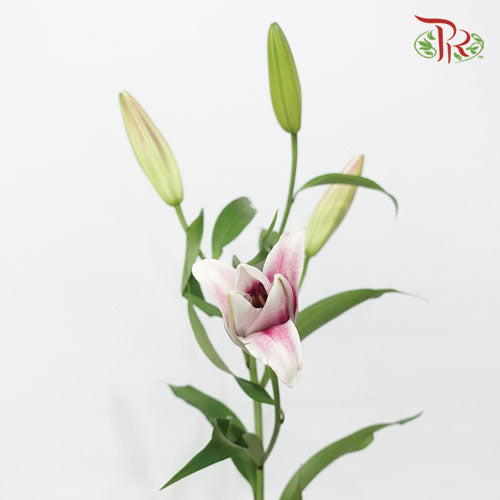Lily - Pink (5 Stems) - Pudu Ria Florist