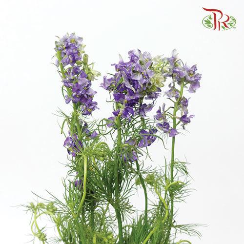 Delphinium Mini - Purple (5 Stems) - Pudu Ria Florist