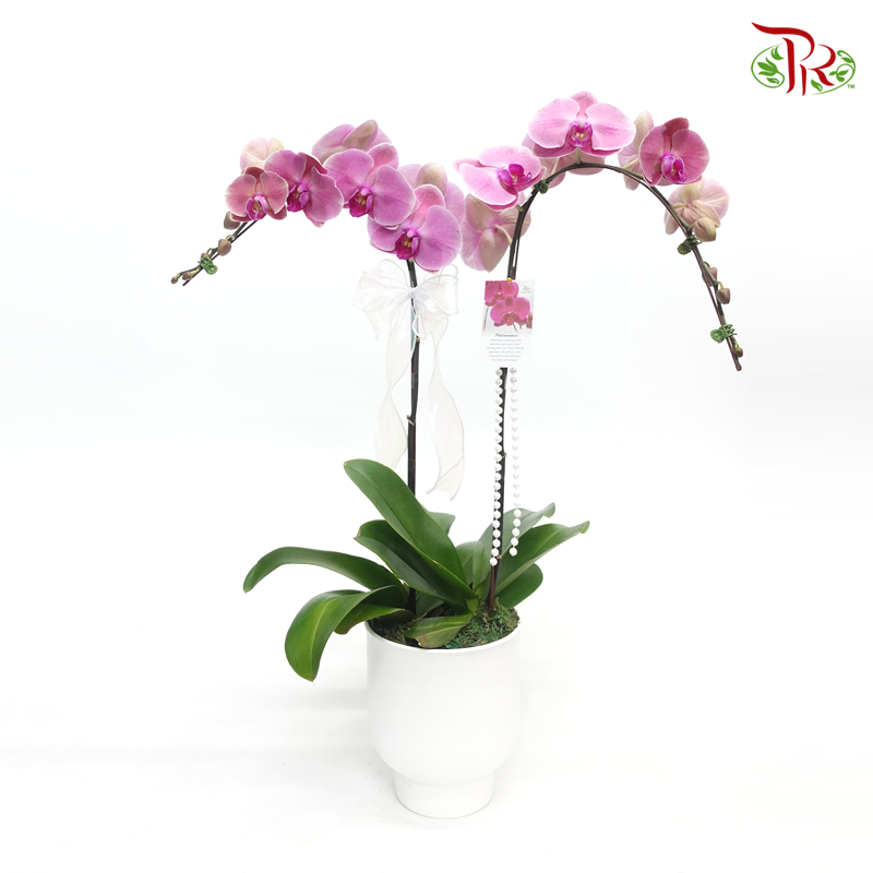 Wonderful Gift- Di Pots Orchid Arrangement-1 (Random Choose Colour) - Pudu Ria Florist