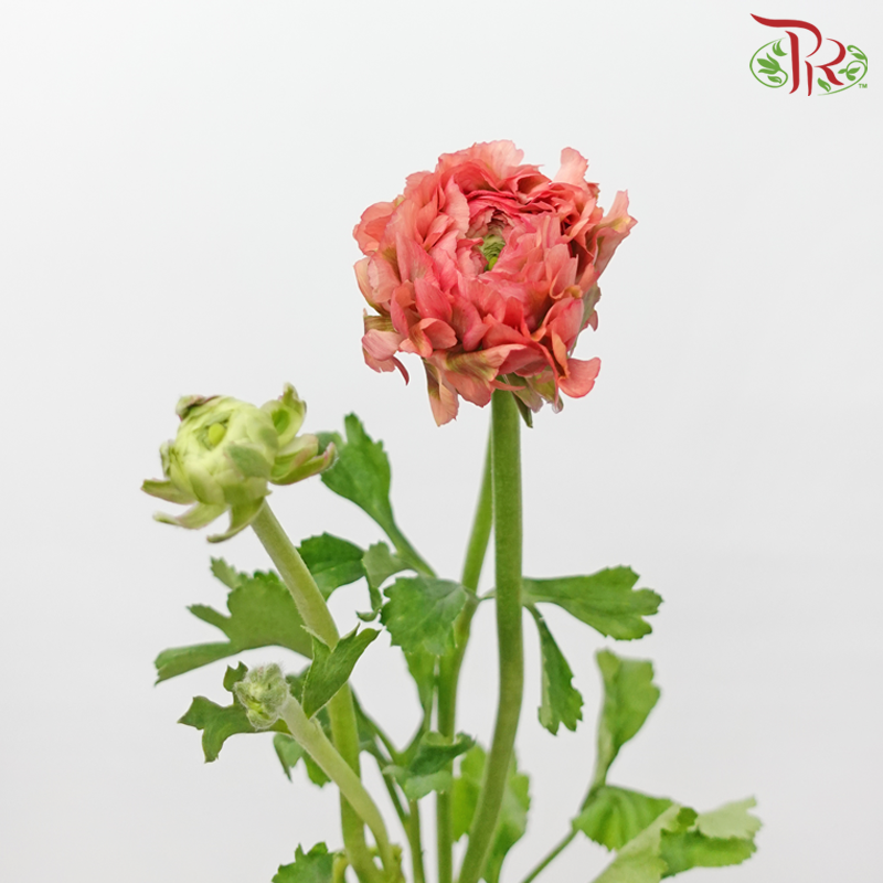 Ranunculus Pon Pon