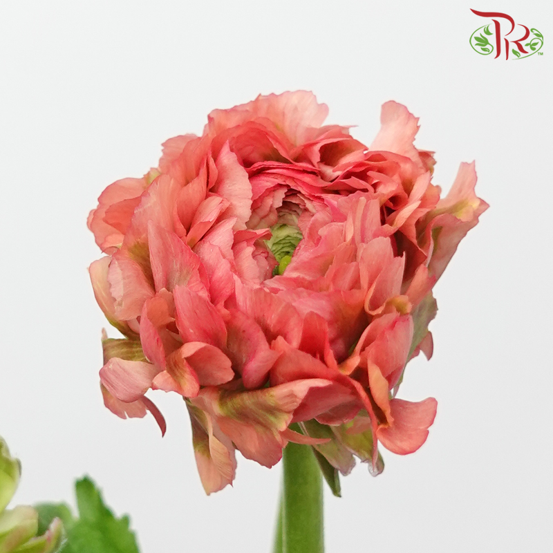 Ranunculus Pon Pon