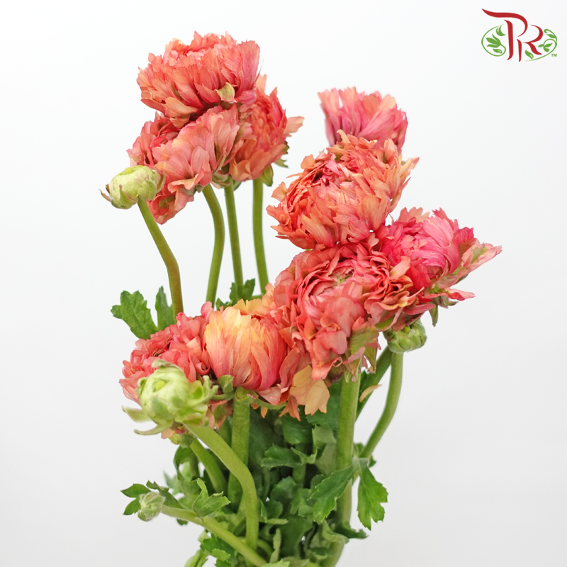 Ranunculus Pon Pon