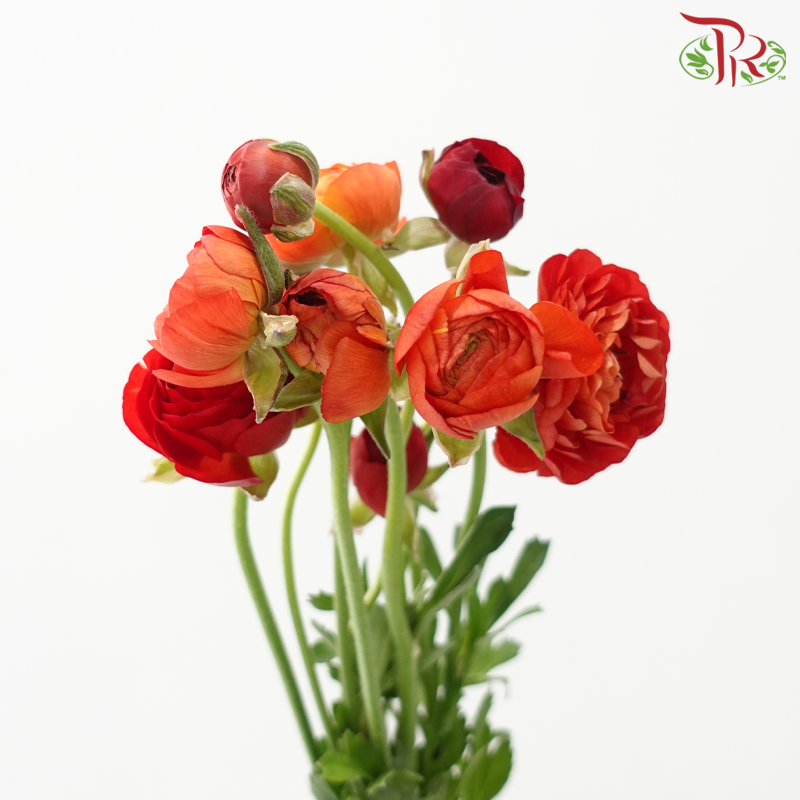 Ranunculus 《花毛茛》