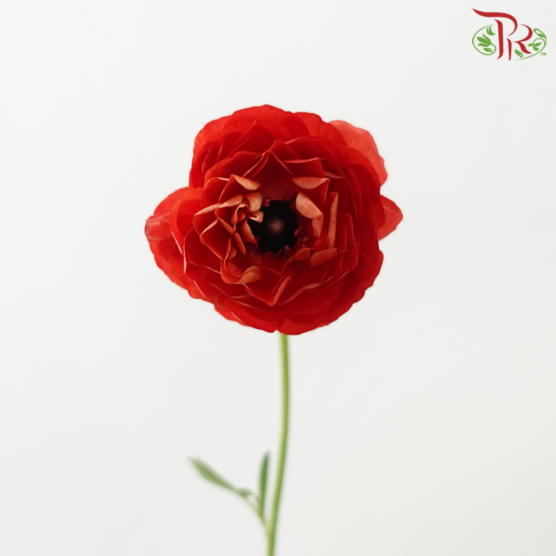 Ranunculus 《花毛茛》