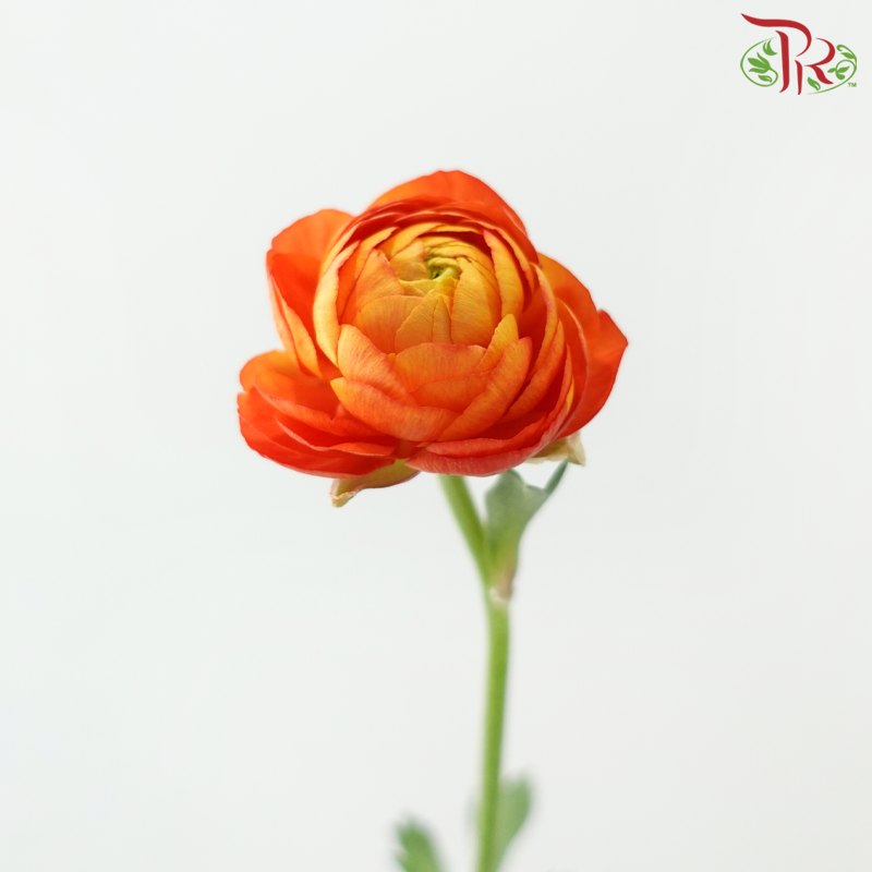 Ranunculus 《花毛茛》