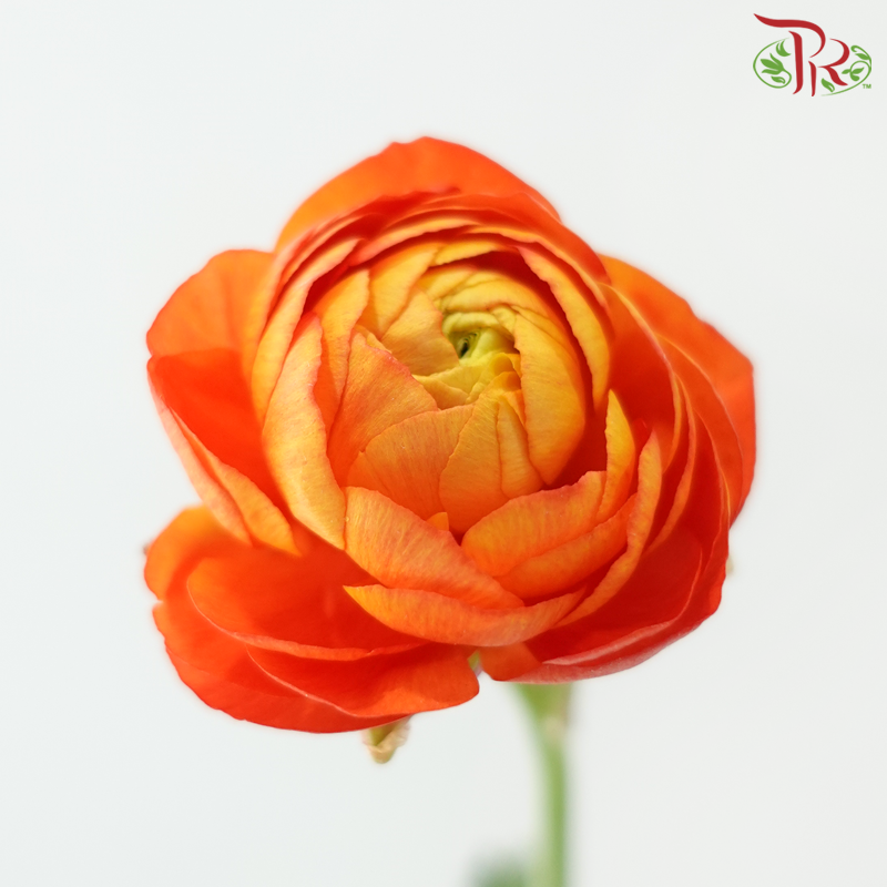 Ranunculus 《花毛茛》