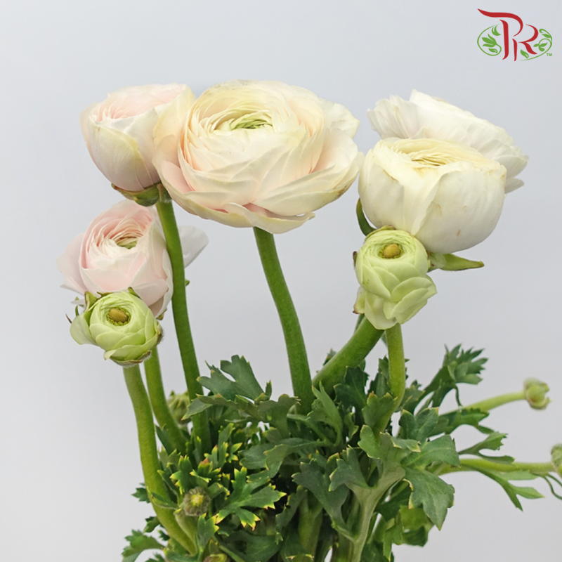 Ranunculus Cloni