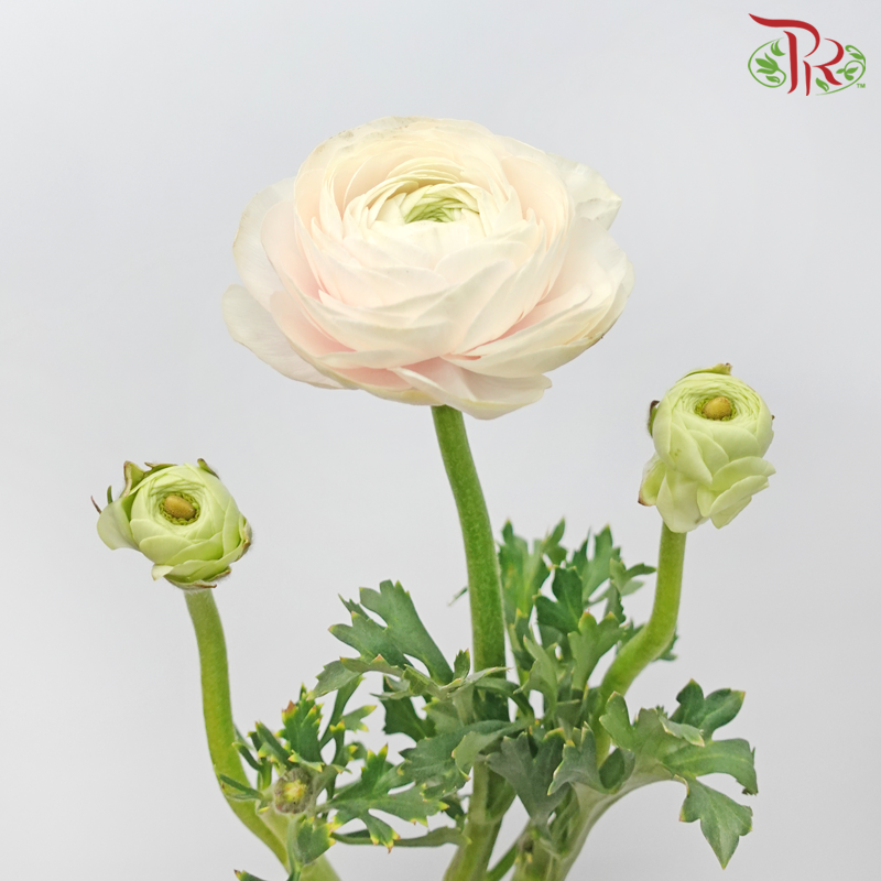 Ranunculus Cloni