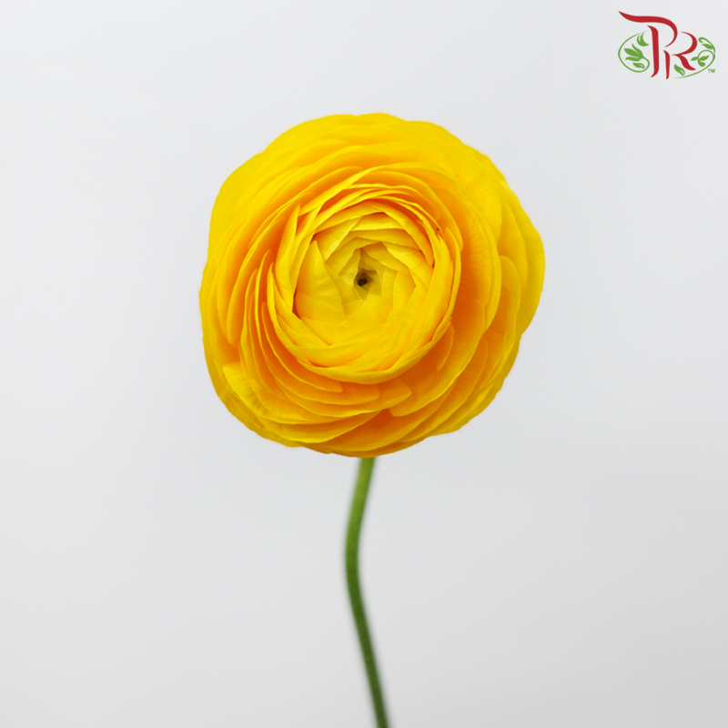 Ranunculus Elegance Success *Fragile