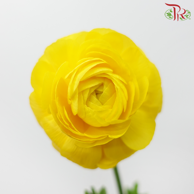 Ranunculus Elegance Success *Fragile