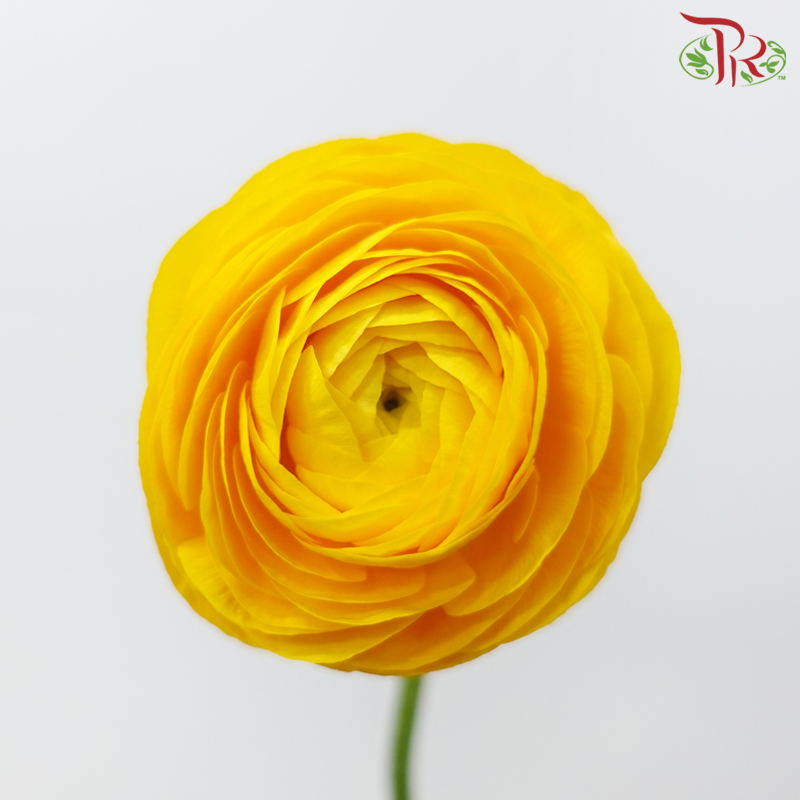 Ranunculus Elegance Success *Fragile