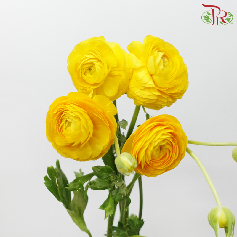Ranunculus Elegance Success *Fragile