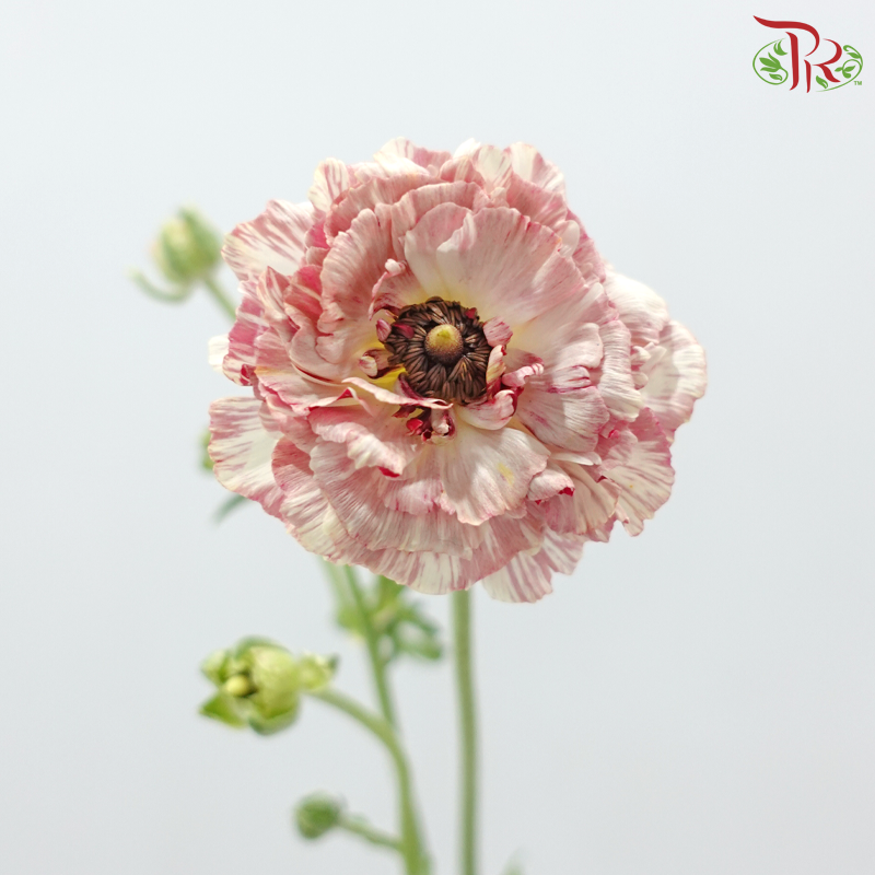 Ranunculus 《花毛茛》