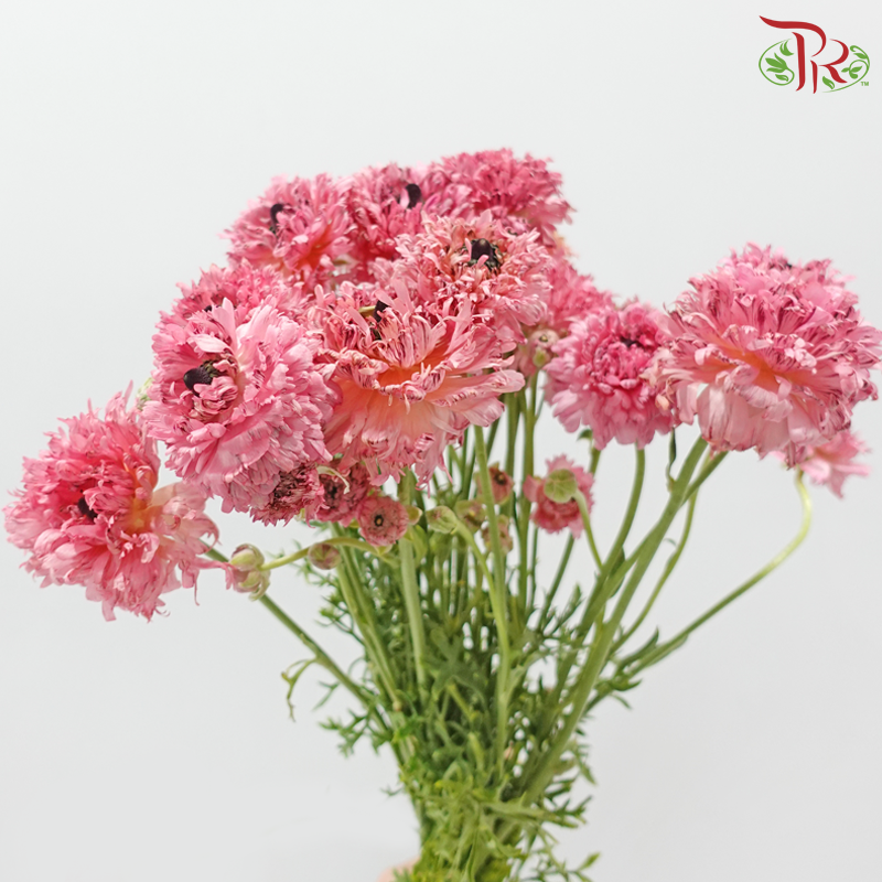 Ranunculus 《花毛茛》