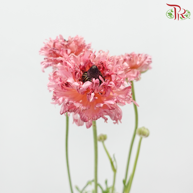 Ranunculus 《花毛茛》