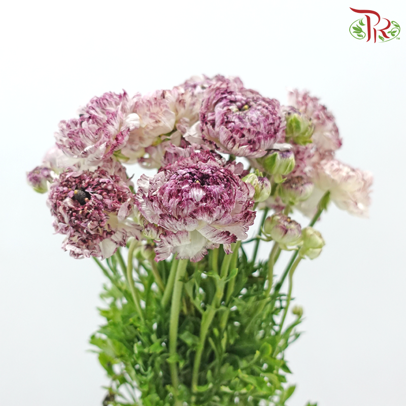 Ranunculus 《花毛茛》