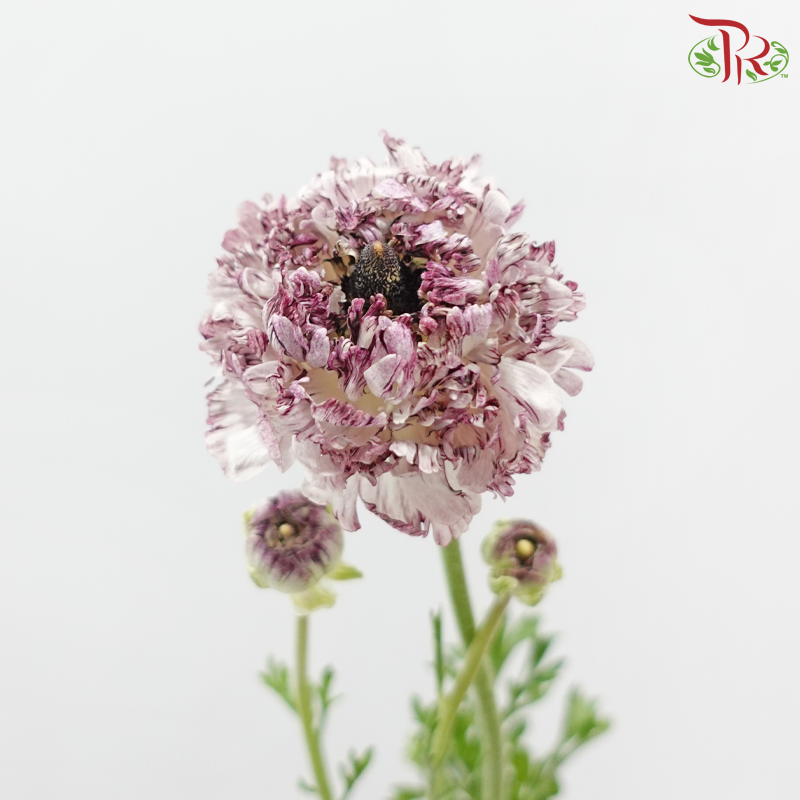 Ranunculus 《花毛茛》