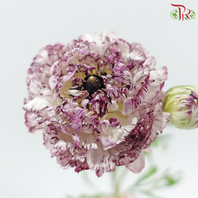 Ranunculus 《花毛茛》