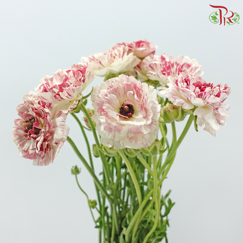 Ranunculus 《花毛茛》