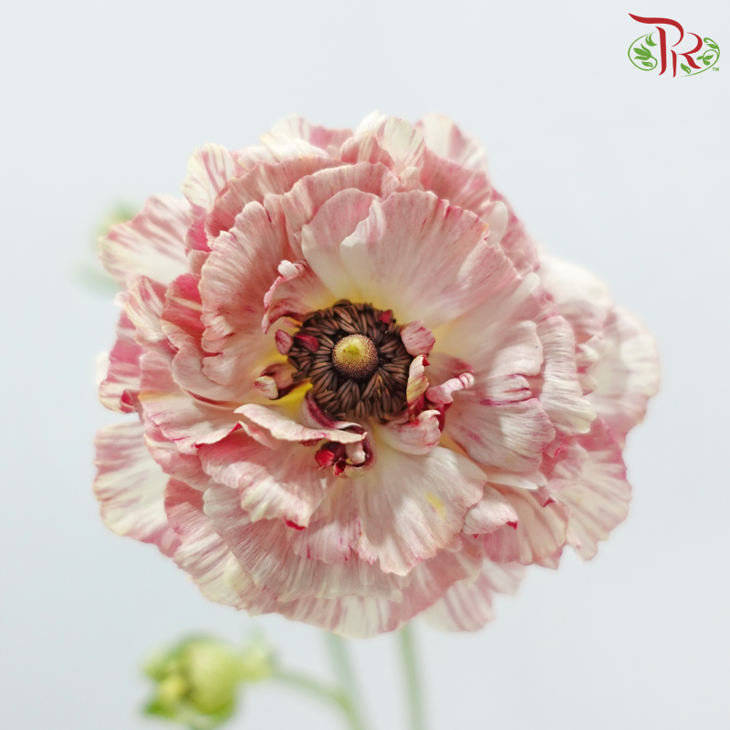 Ranunculus 《花毛茛》