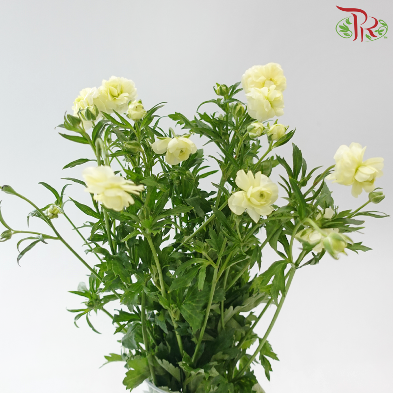 Ranunculus Butterfly 《蝴蝶小牡丹》