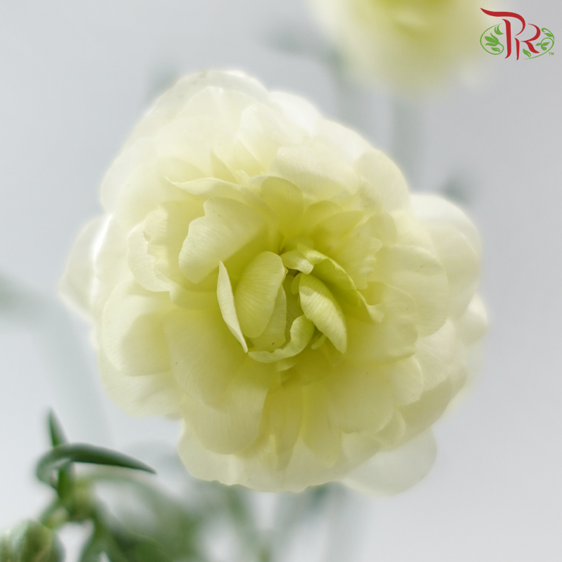 Ranunculus Butterfly 《蝴蝶小牡丹》