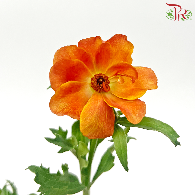 Ranunculus Butterfly - Orange (9-10 Stems) ***Fragile - Pudu Ria Florist