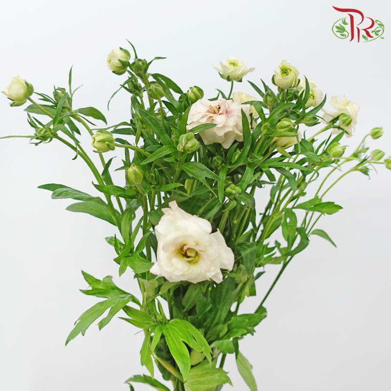 Ranunculus Butterfly 《蝴蝶小牡丹》