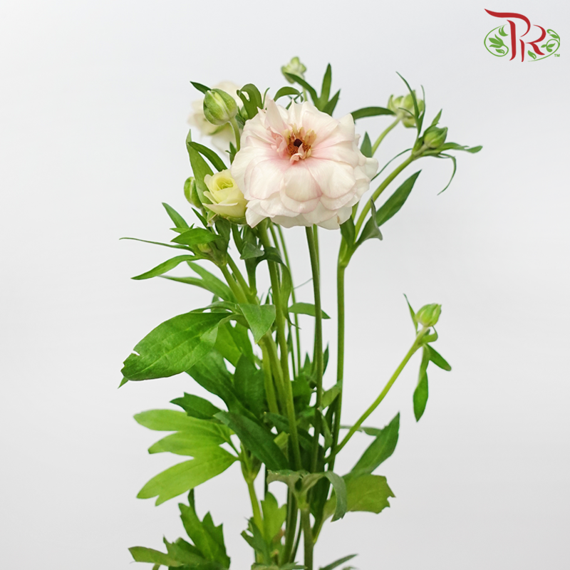 Ranunculus Butterfly 《蝴蝶小牡丹》