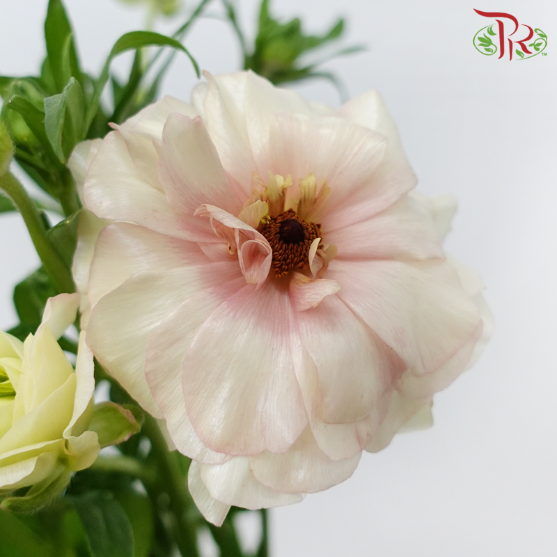 Ranunculus Butterfly 《蝴蝶小牡丹》