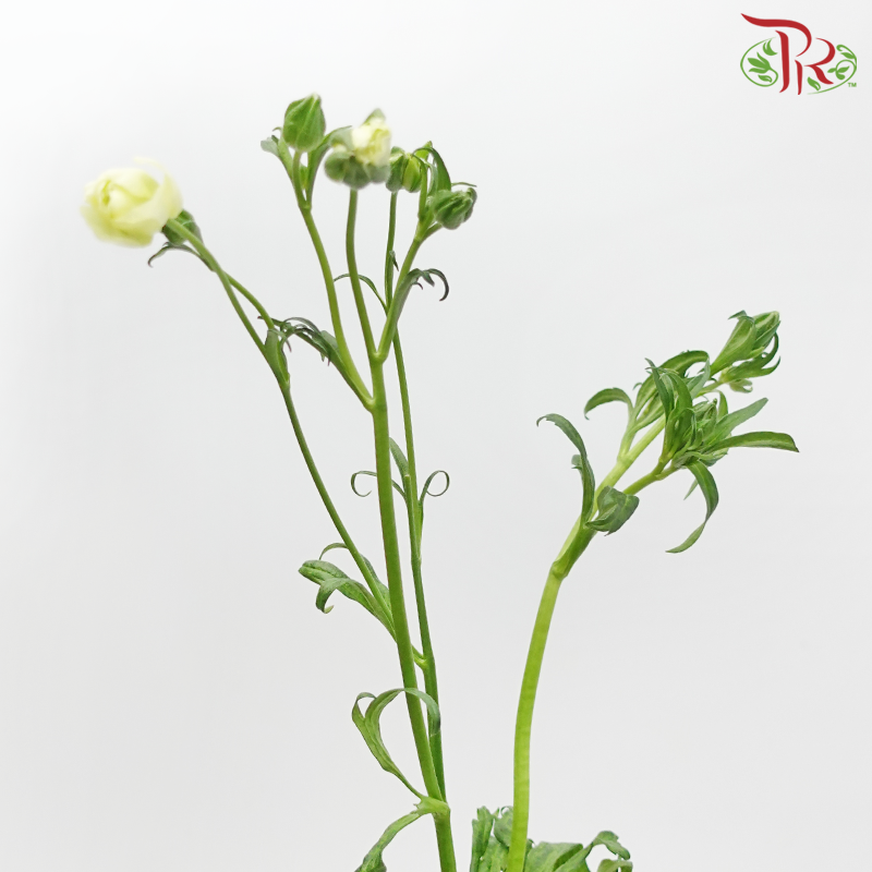 Ranunculus Butterfly