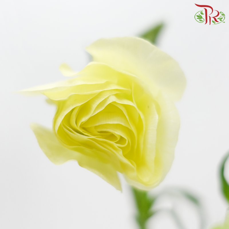 Ranunculus Butterfly