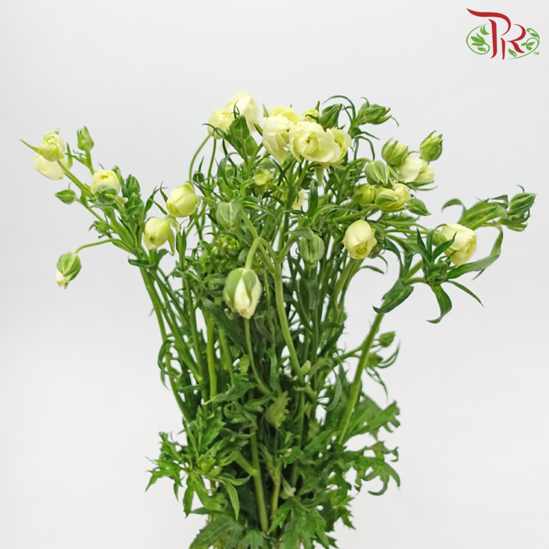 Ranunculus Butterfly