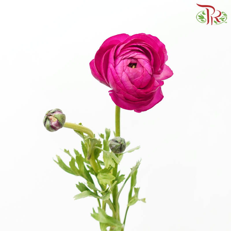 Ranunculus Elegance Success *Fragile