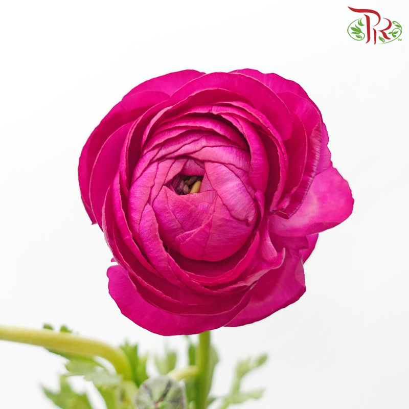 Ranunculus Elegance Success *Fragile