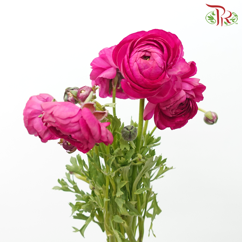Ranunculus Elegance Success *Fragile