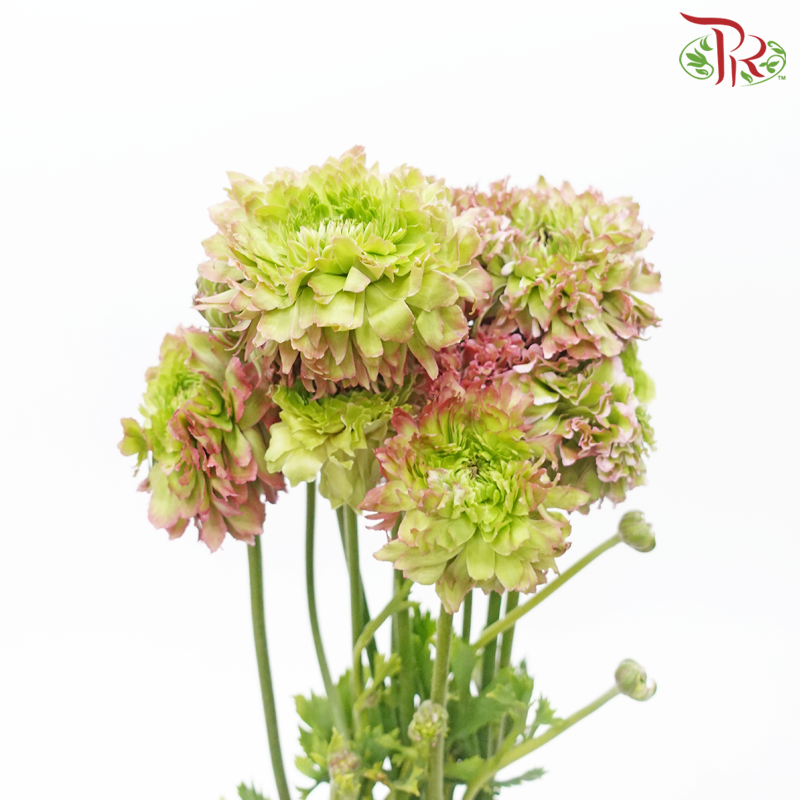 Ranunculus Pon Pon - Tone Pink/ Dark Pink (Per Bunch) - Pudu Ria Florist