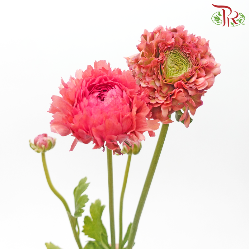 Ranunculus Pon Pon - Fire (Per Bunch) - Pudu Ria Florist
