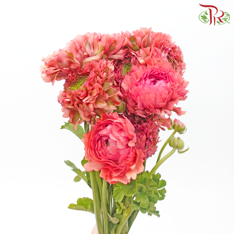 Ranunculus Pon Pon - Fire (Per Bunch) - Pudu Ria Florist